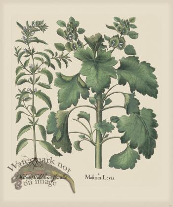 Besler 227 Colored  B2